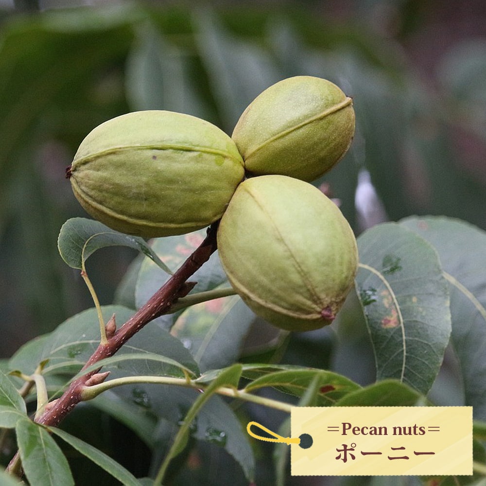 ペカンナッツ ポーニー 苗 販売 苗木部 By 花ひろばオンライン