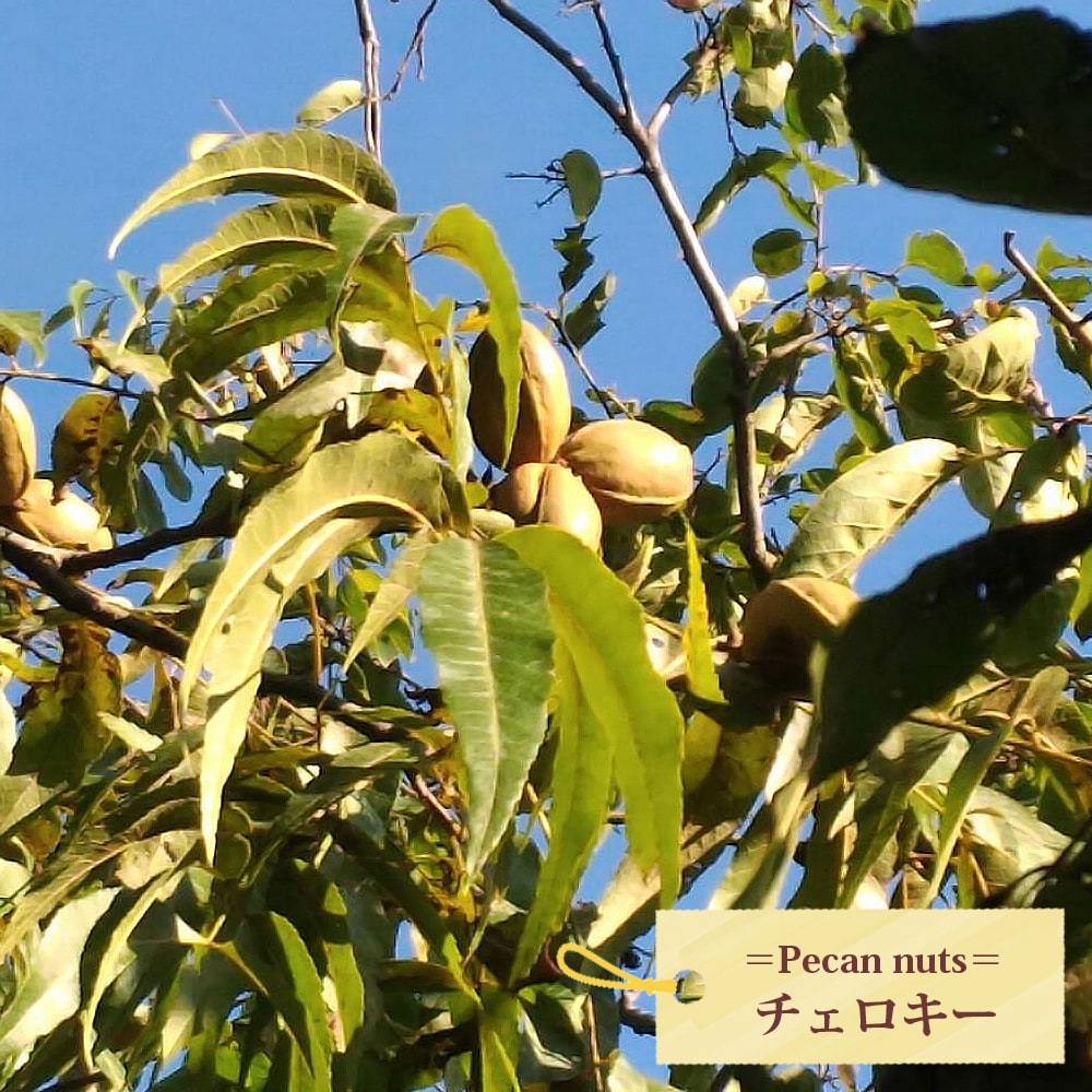 ペカンナッツ チェロキー