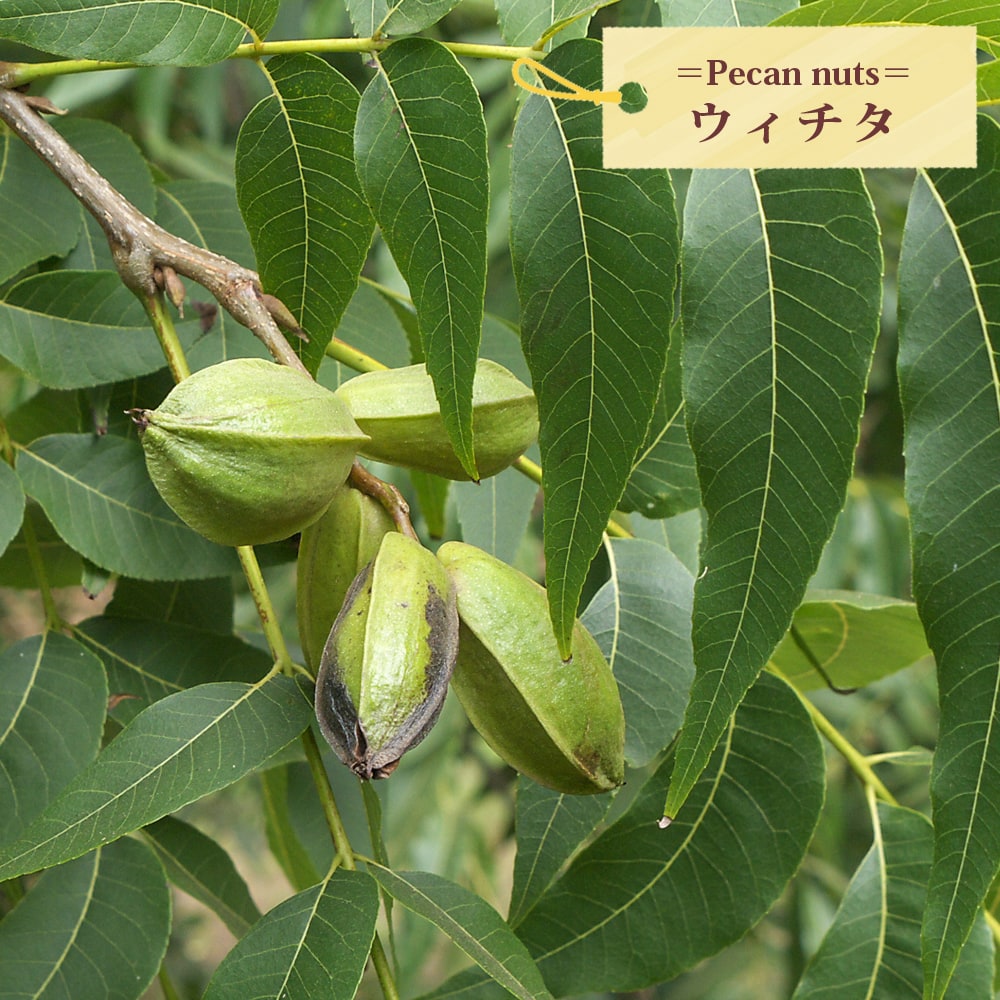 ペカンナッツ ウィチタ