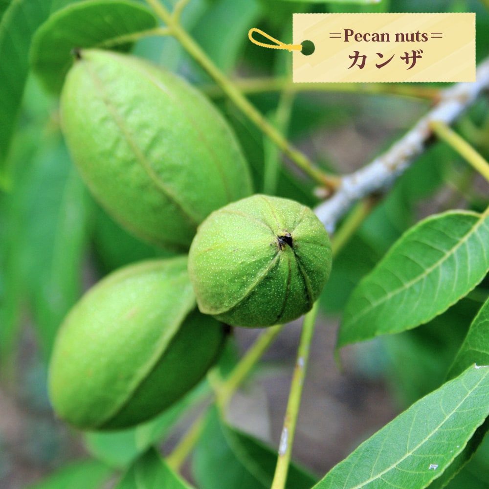 ペカンナッツ カンザ 苗 販売 苗木部 By 花ひろばオンライン
