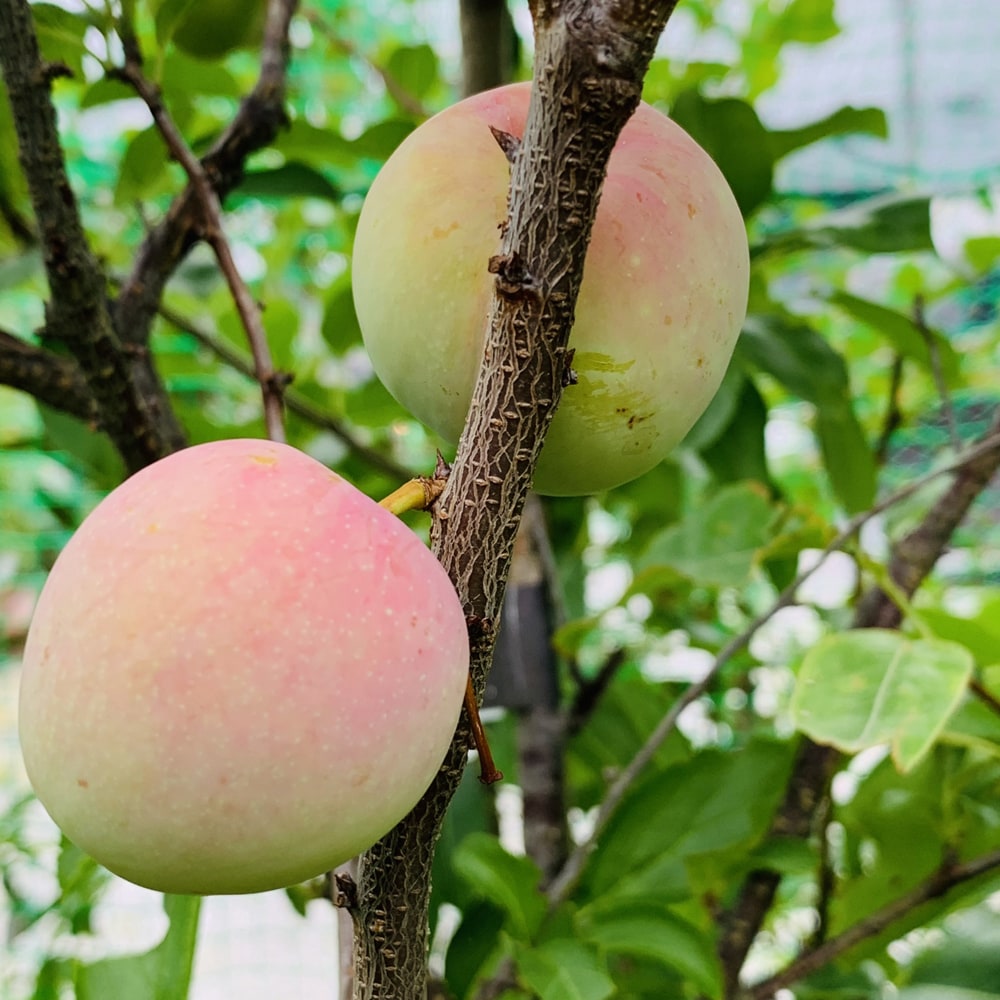 プラム・スモモ サンタローザ 2