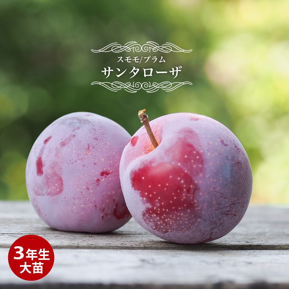 プラム・スモモ サンタローザ 