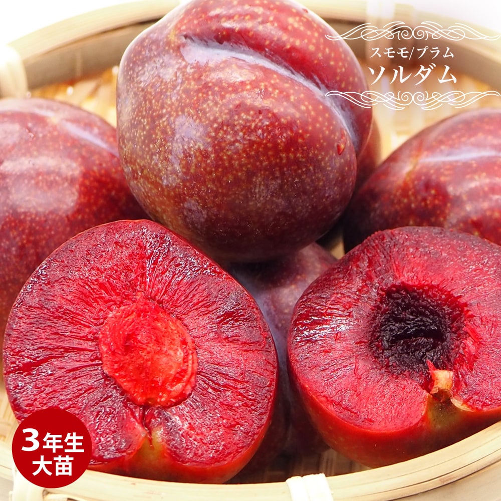 プラム・スモモ ソルダム 