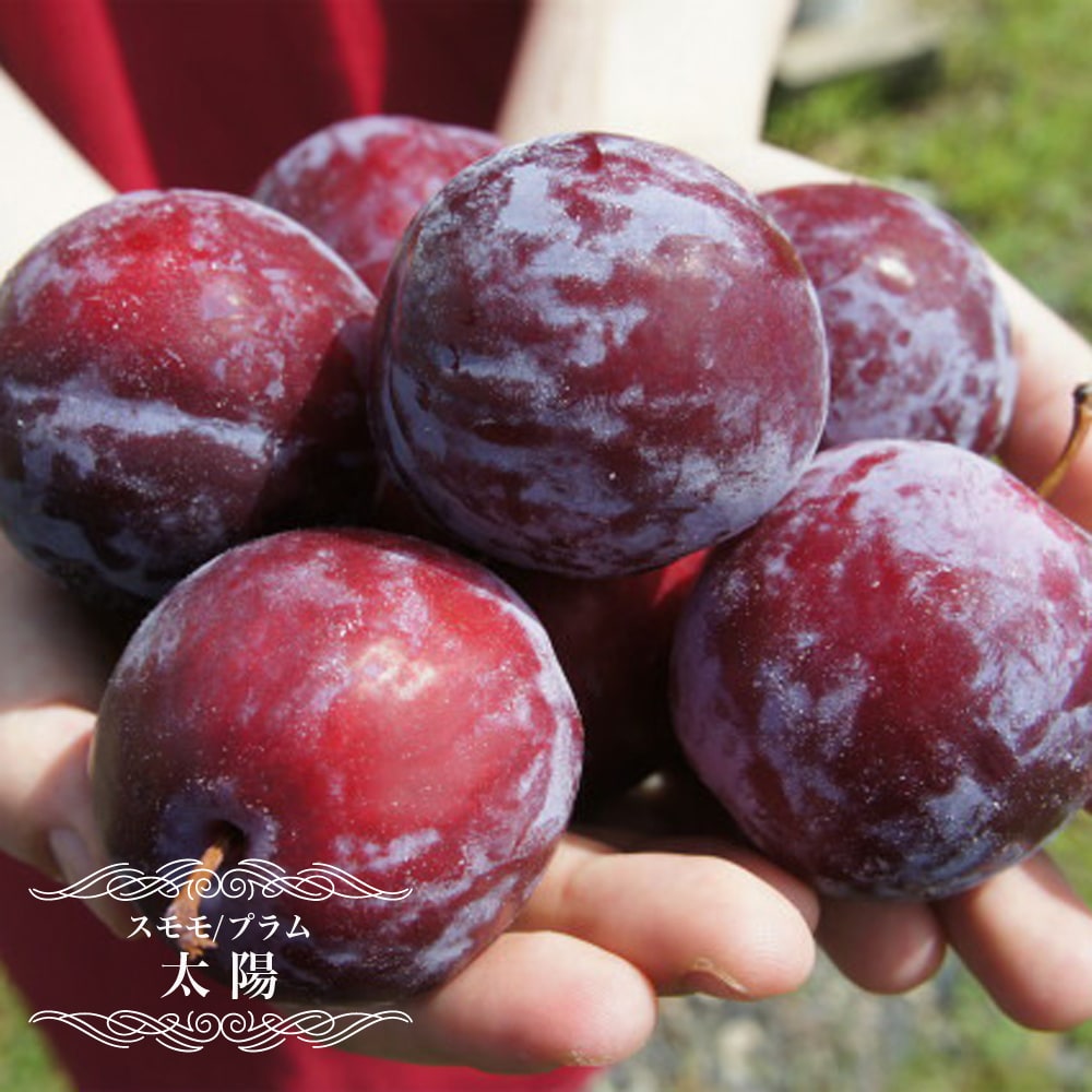 プラム・スモモ 太陽 苗 通販 苗木部 By 花ひろばオンライン