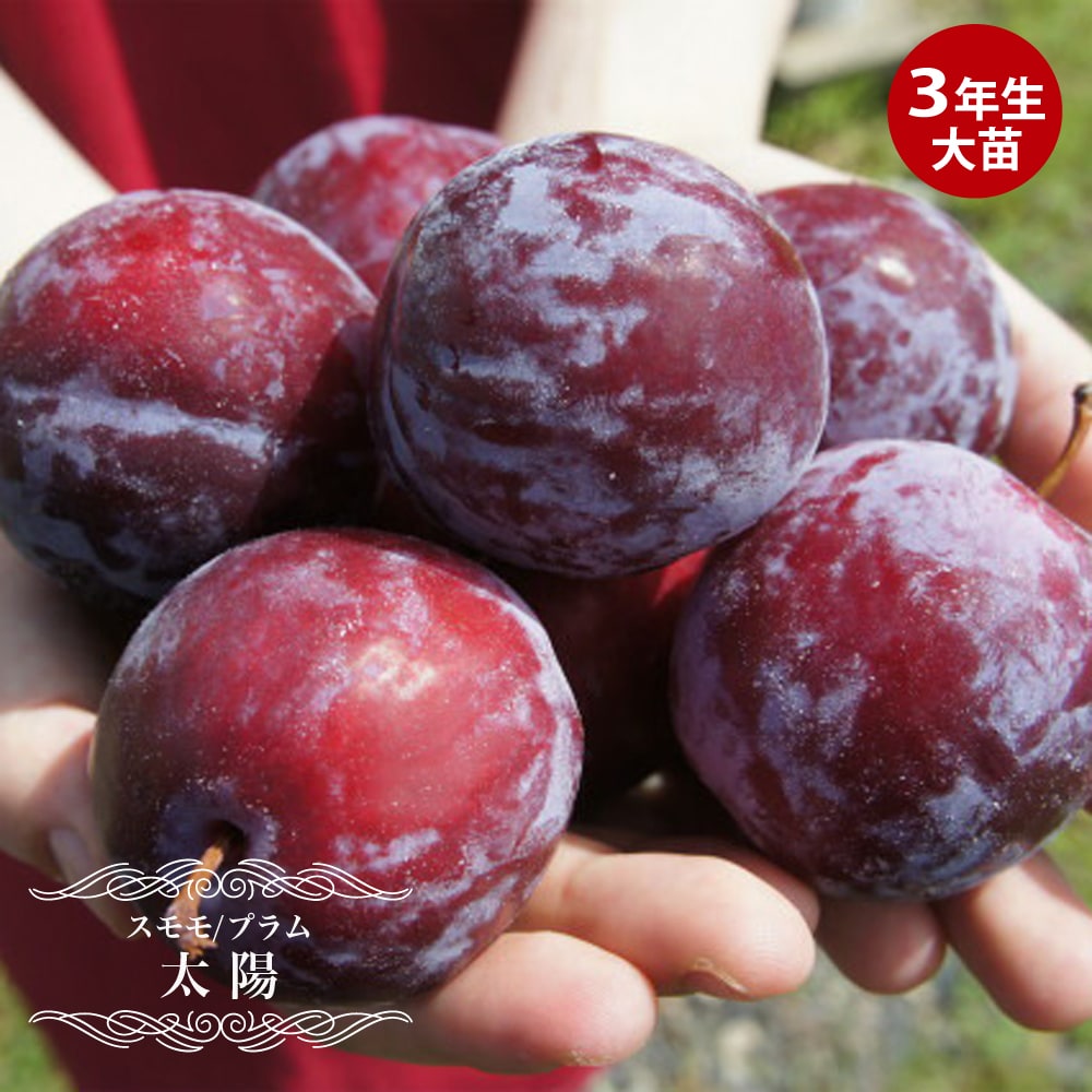 プラム・スモモ 太陽 
