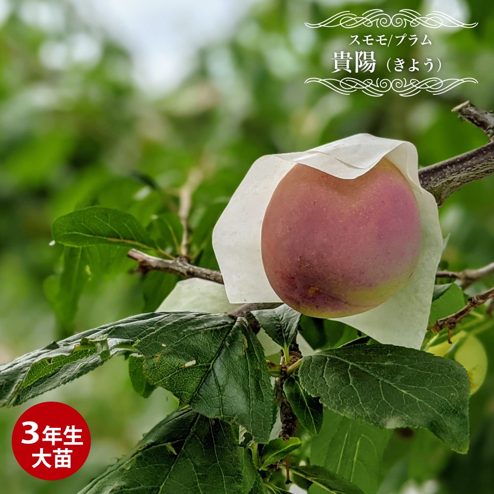 プラム・スモモ ジャンボ貴陽 
