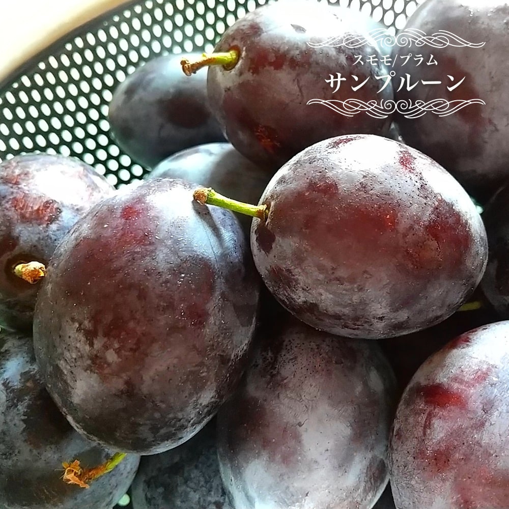 プラム・スモモ サンプルーン 