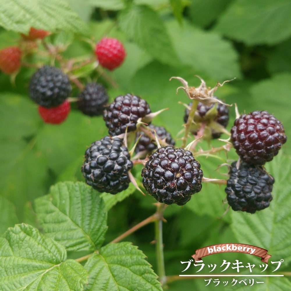 ラズベリー ブラックキャップ 