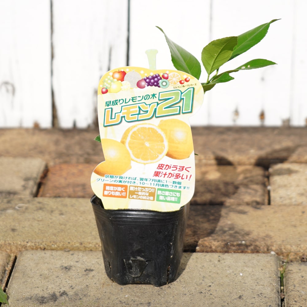 柑橘 レモン レモン21 苗 販売 苗木部 By 花ひろばオンライン