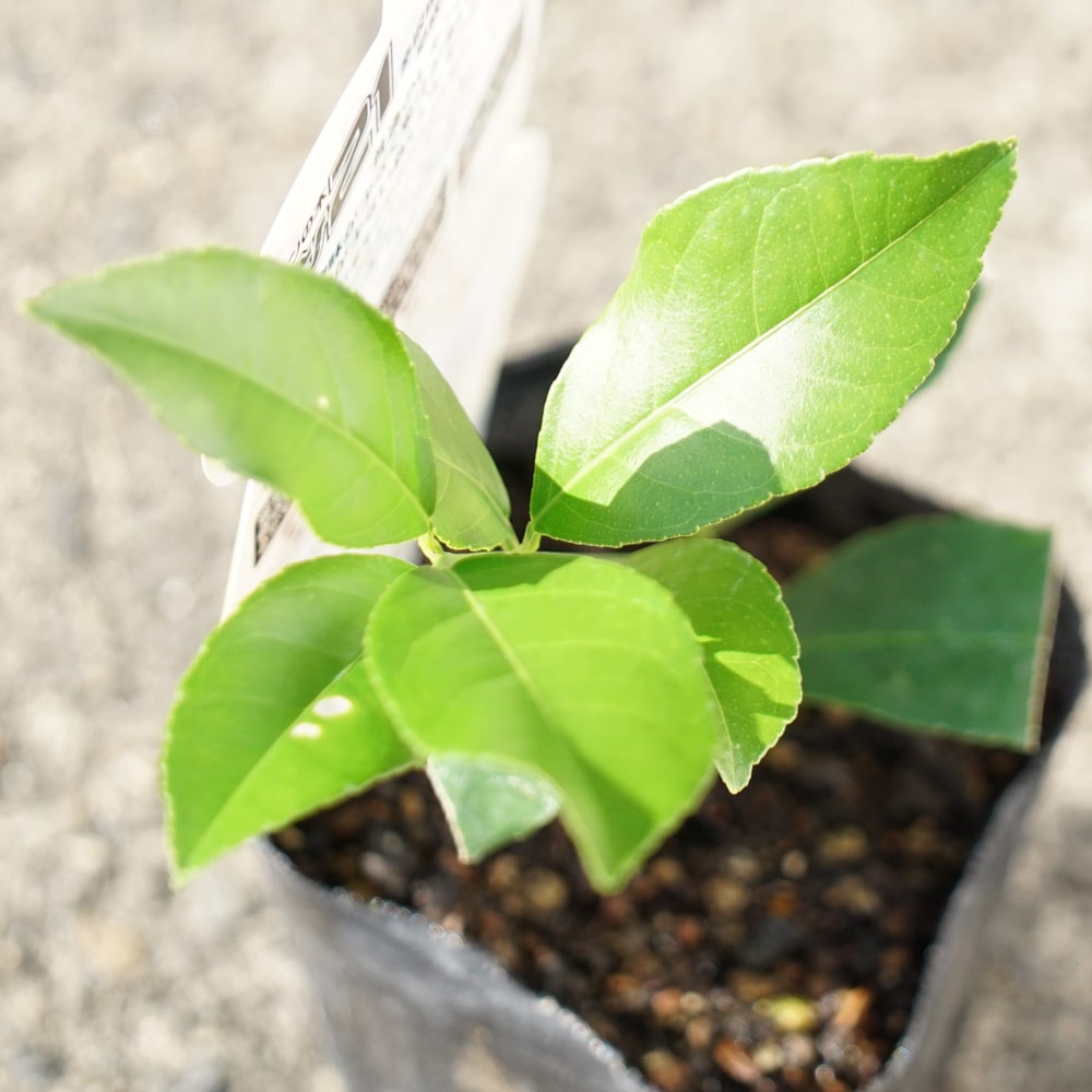 柑橘 レモン21 5