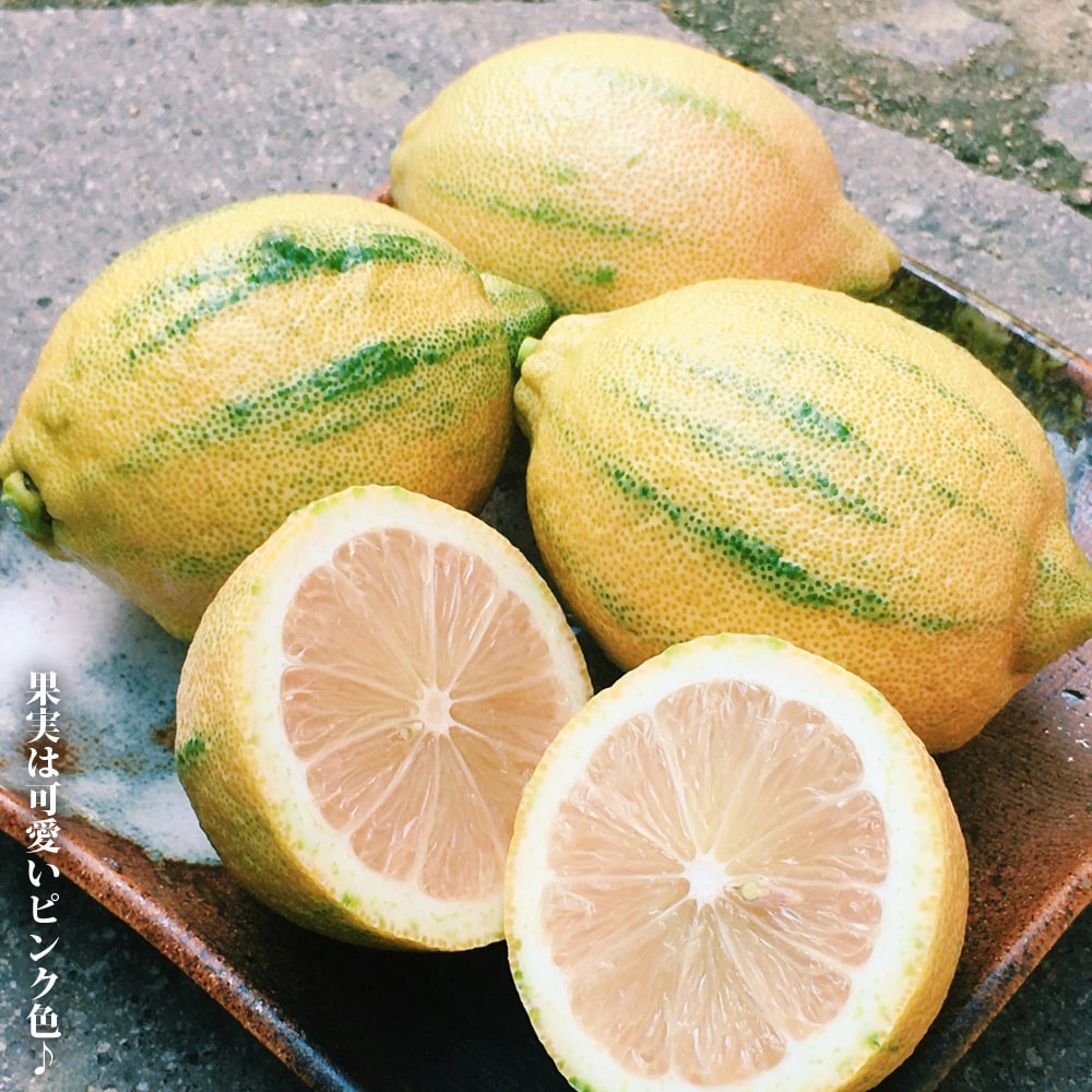 柑橘 レモン ピンクレモネード 苗 おすすめ 苗木部 By 花ひろばオンライン