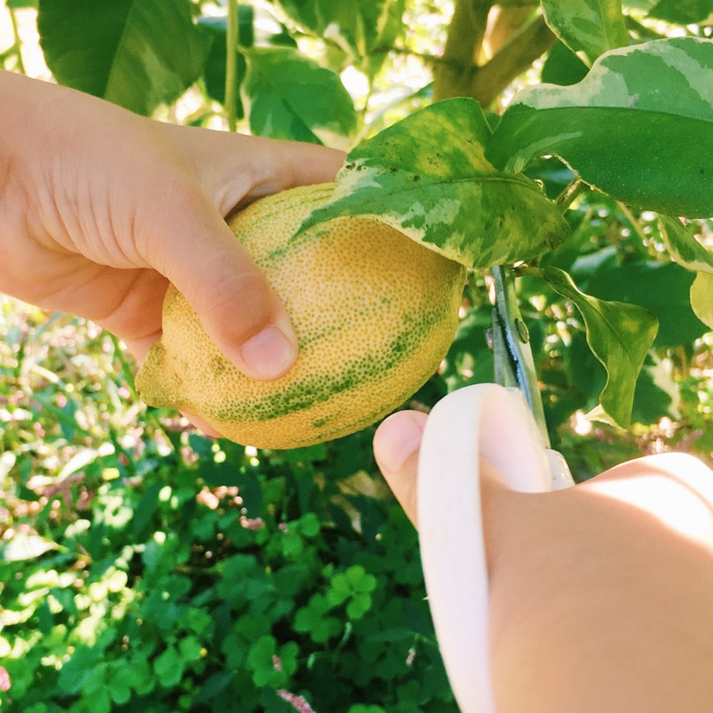 柑橘 ピンクレモネード 2