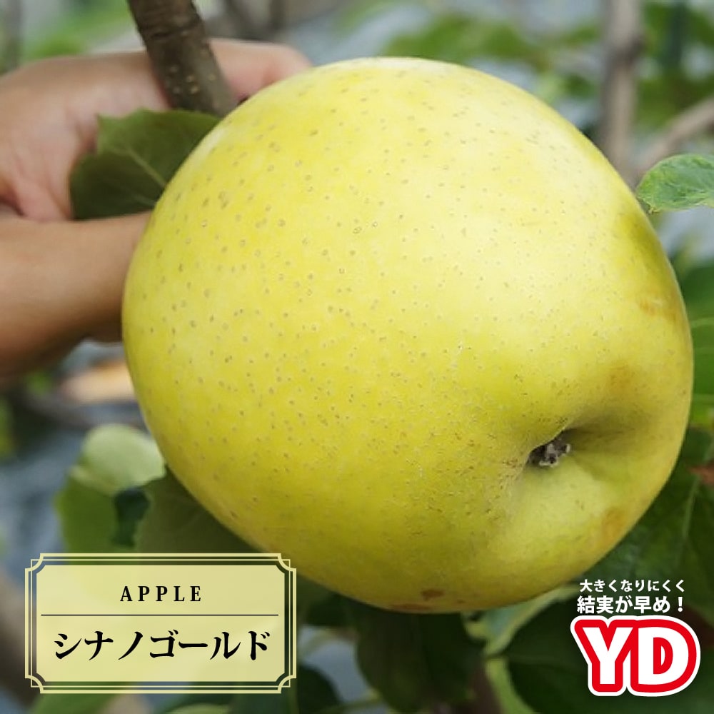 リンゴ シナノゴールド 