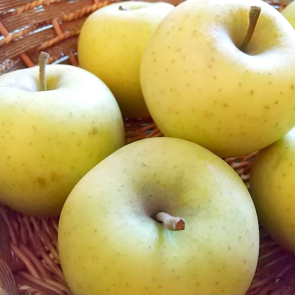 リンゴ シナノゴールド 1