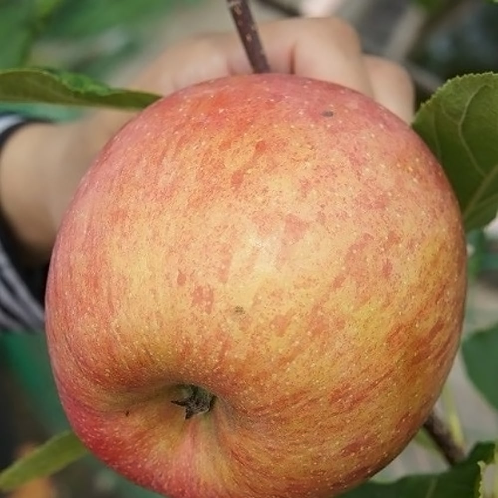 リンゴ 選抜津軽 1