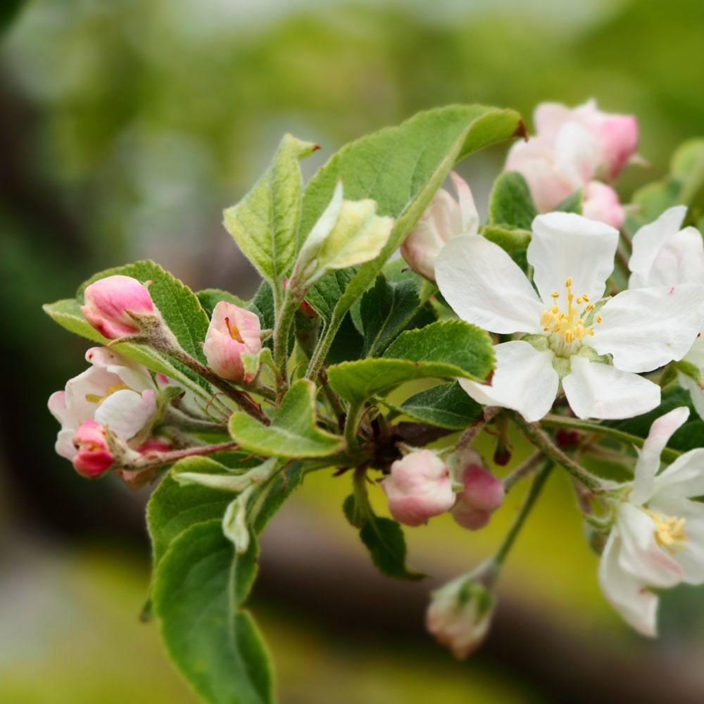 リンゴ 選抜津軽 2