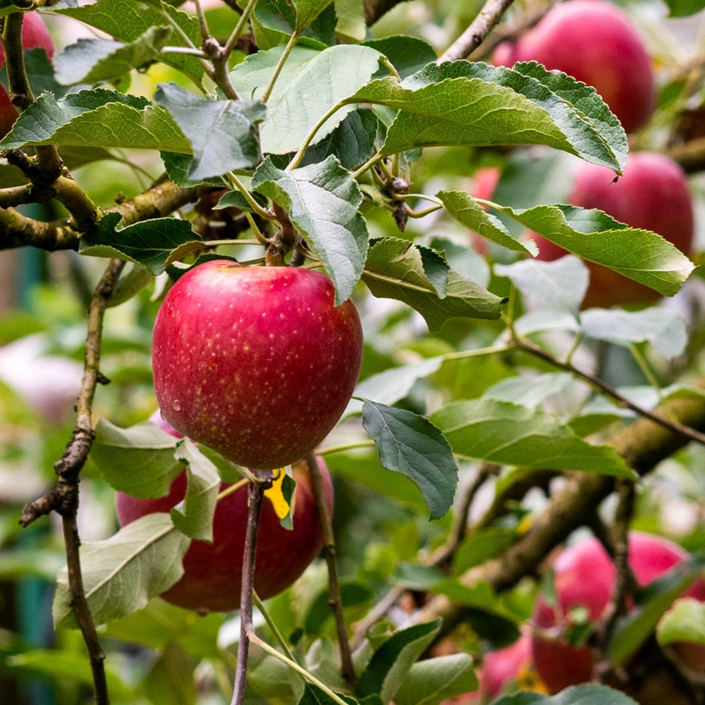 リンゴ クッキングアップル 紅玉 苗 鉢植え 苗木部 By 花ひろばオンライン
