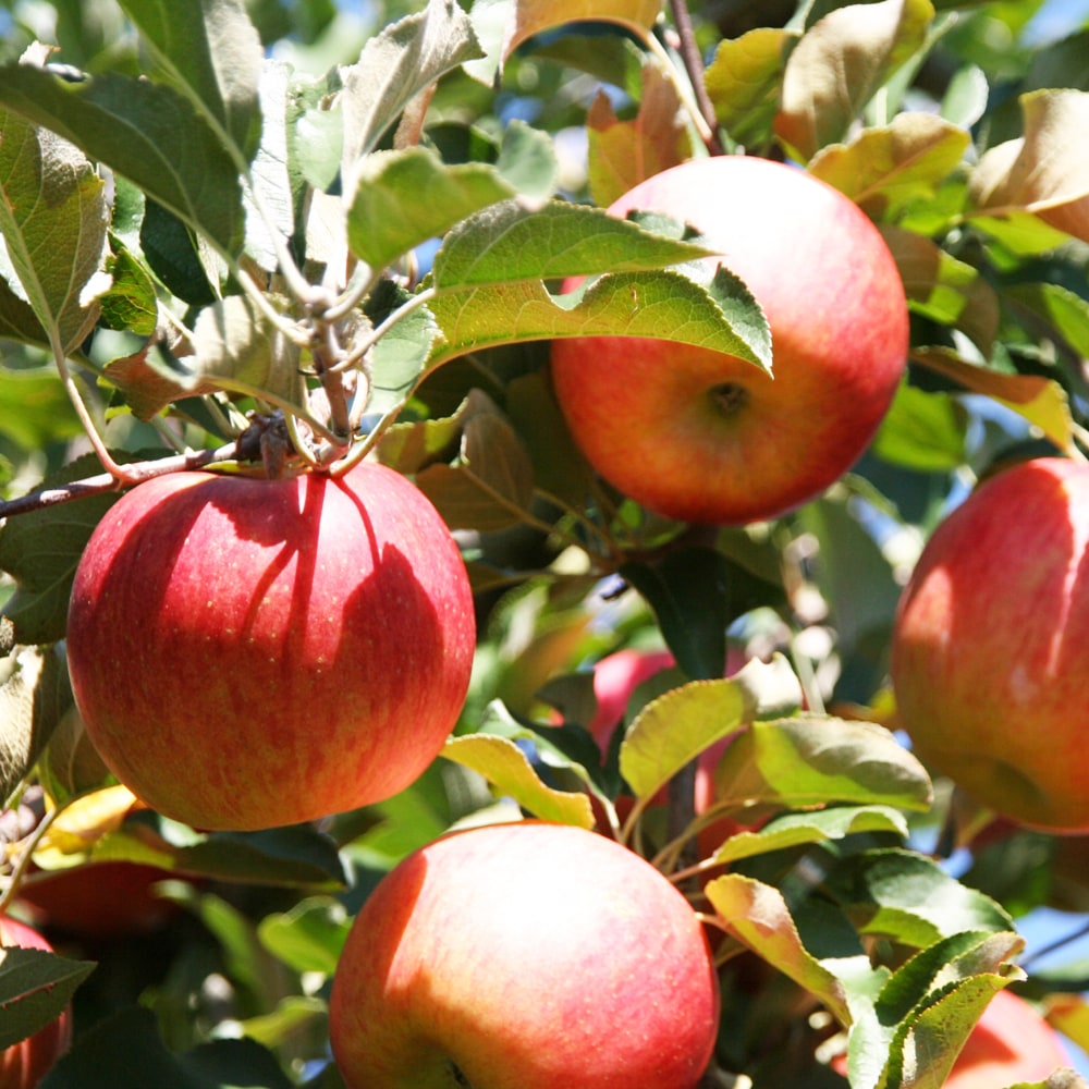 リンゴ シナノスイート 1