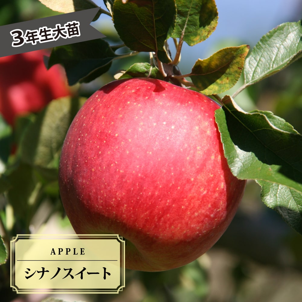 リンゴ シナノスイート 