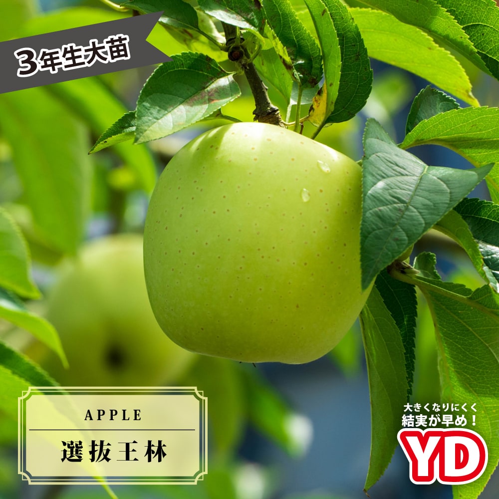 リンゴ 選抜王林 