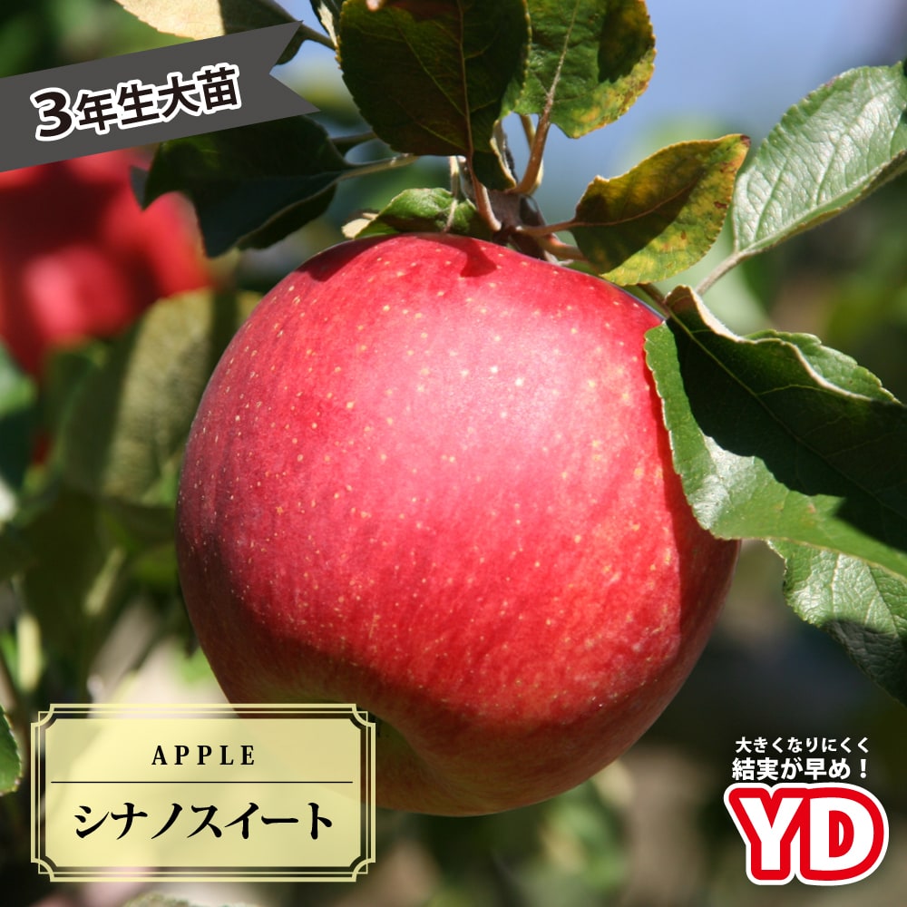 リンゴ シナノスイート 