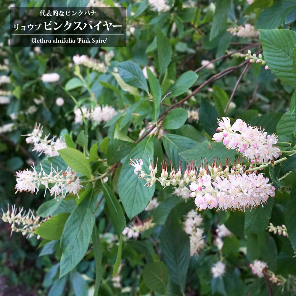 リョウブ ルビースパイス 2