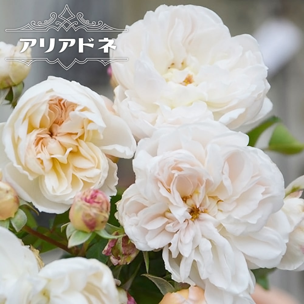 バラ アリアドネ 