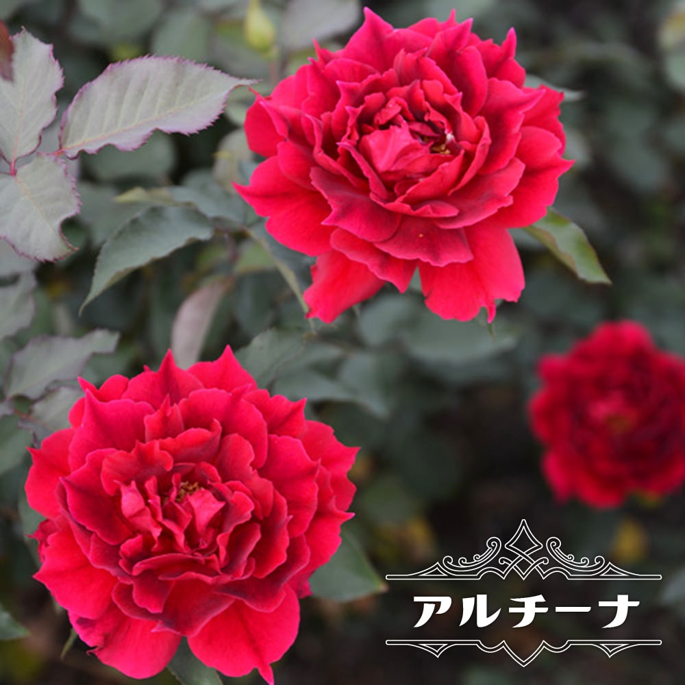 バラ アルチーナ 