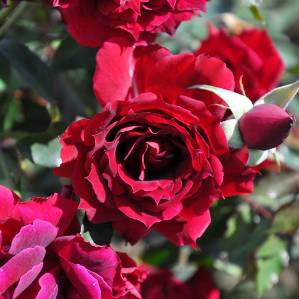 バラ アルチーナ 2