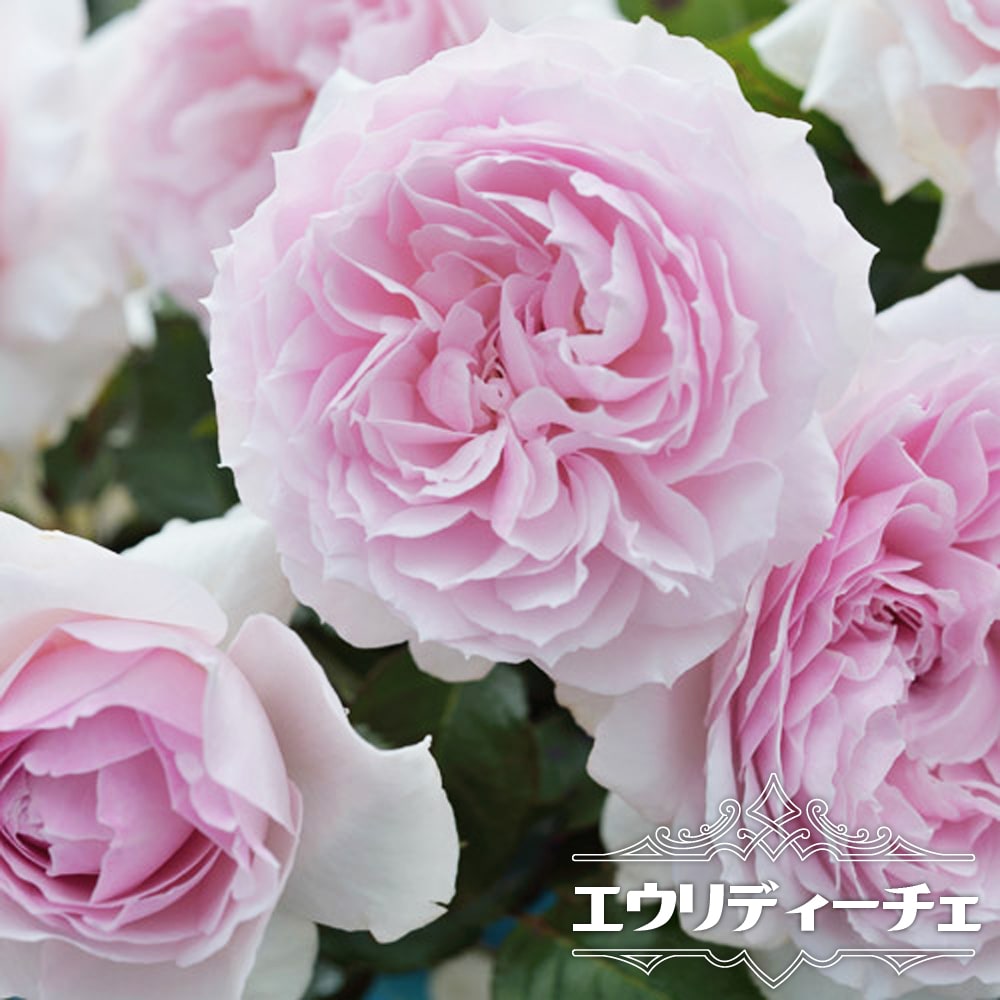 バラ エウリディーチェ 