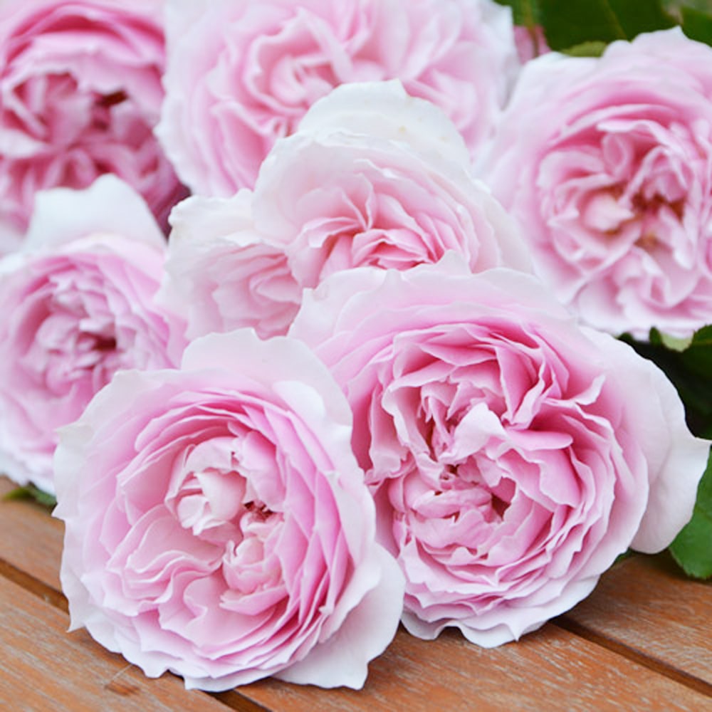 バラ エウリディーチェ 2