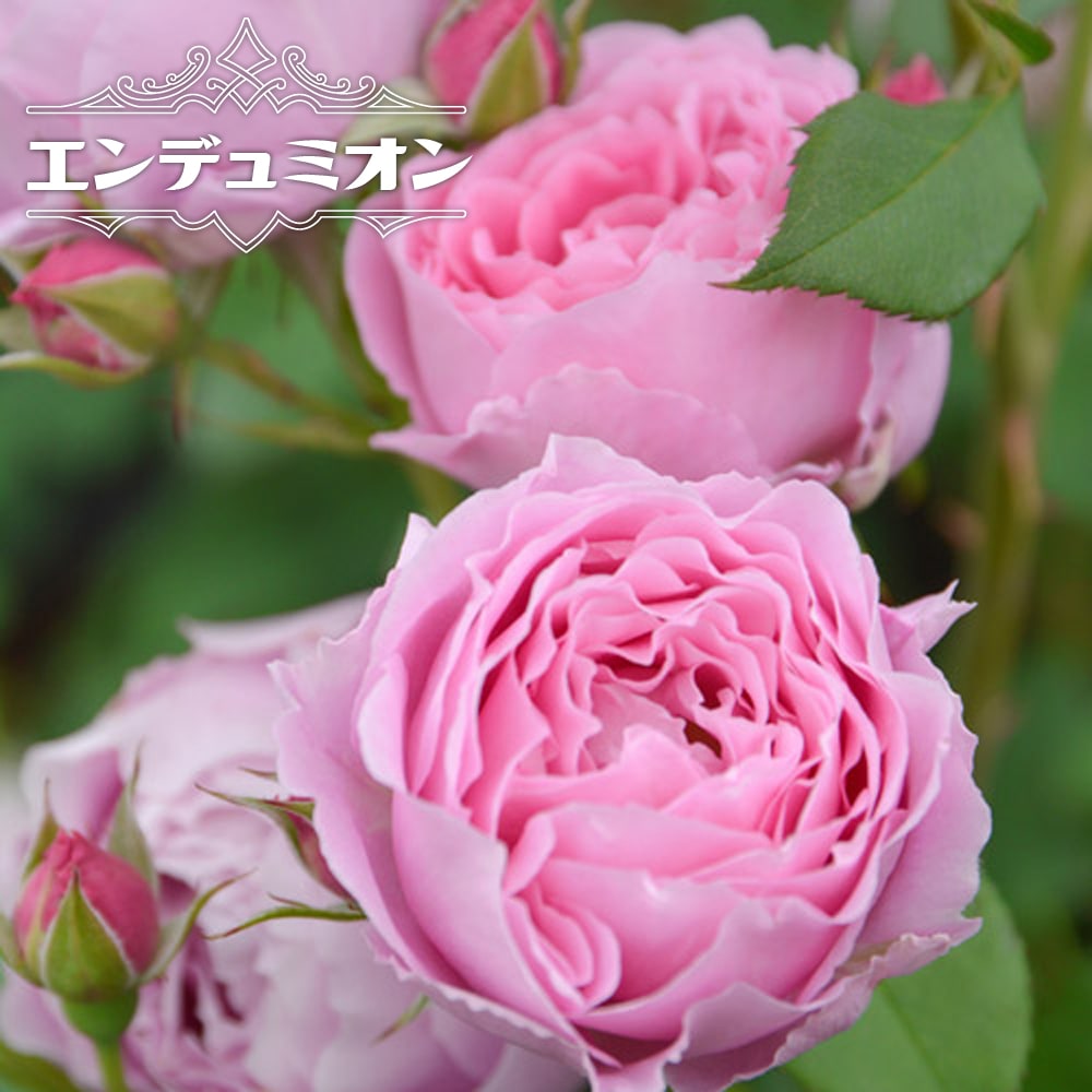 バラ エンデュミオン 
