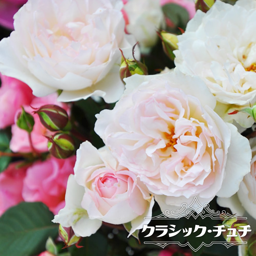 バラ クラシック チュチュ 