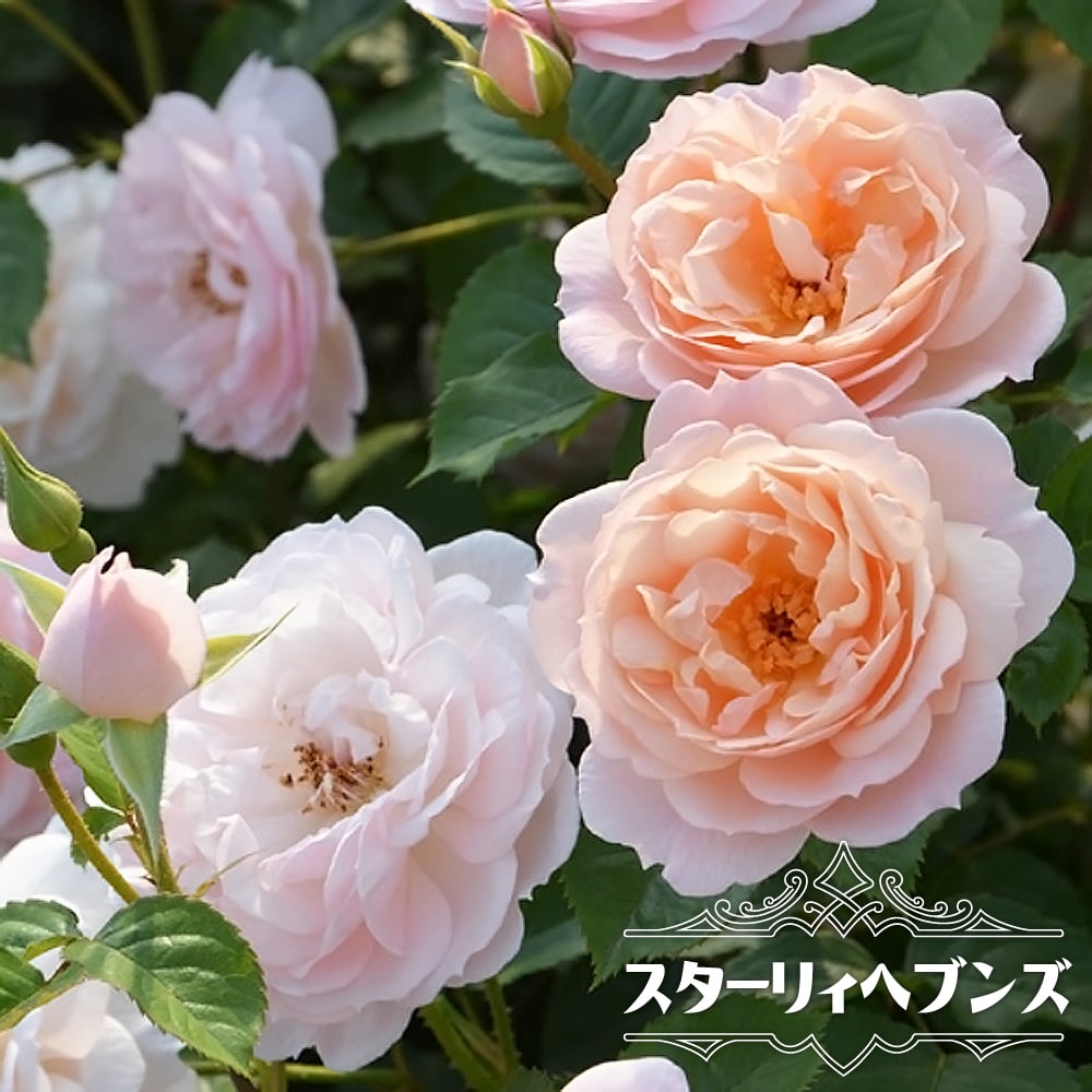 バラ スターリィ ヘブンズ 