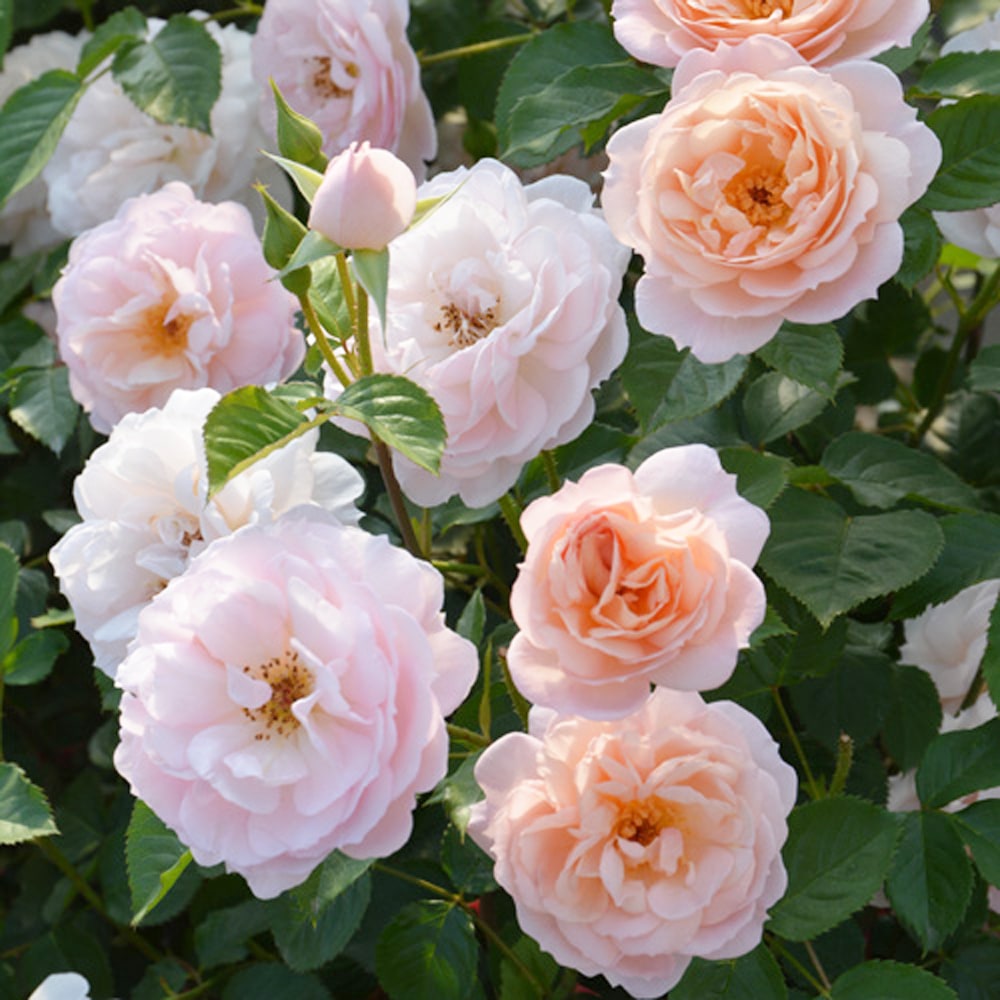 バラ スターリィ ヘブンズ 2