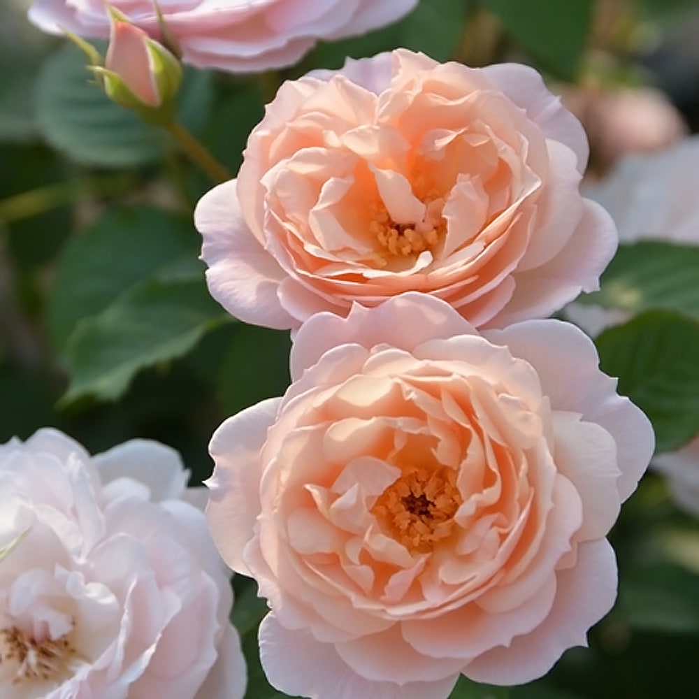 バラ スターリィ ヘブンズ 3