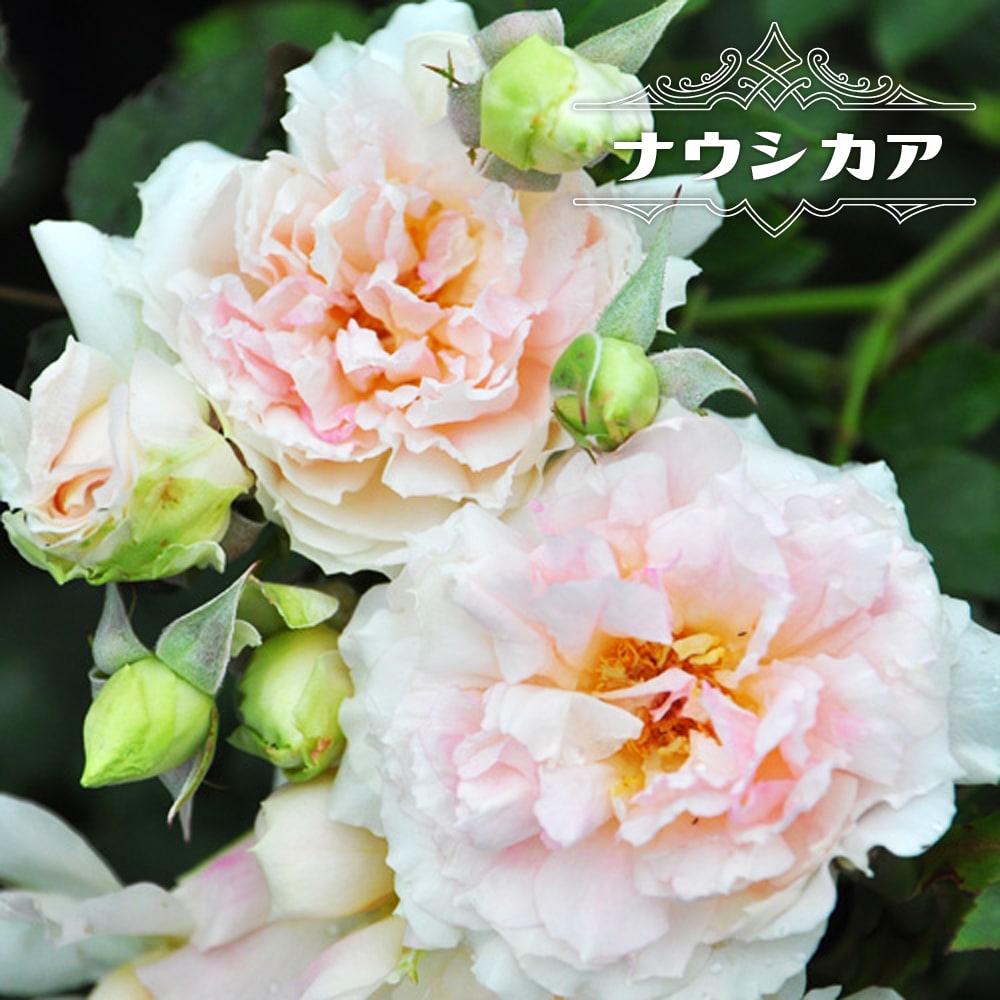 バラ ナウシカア 