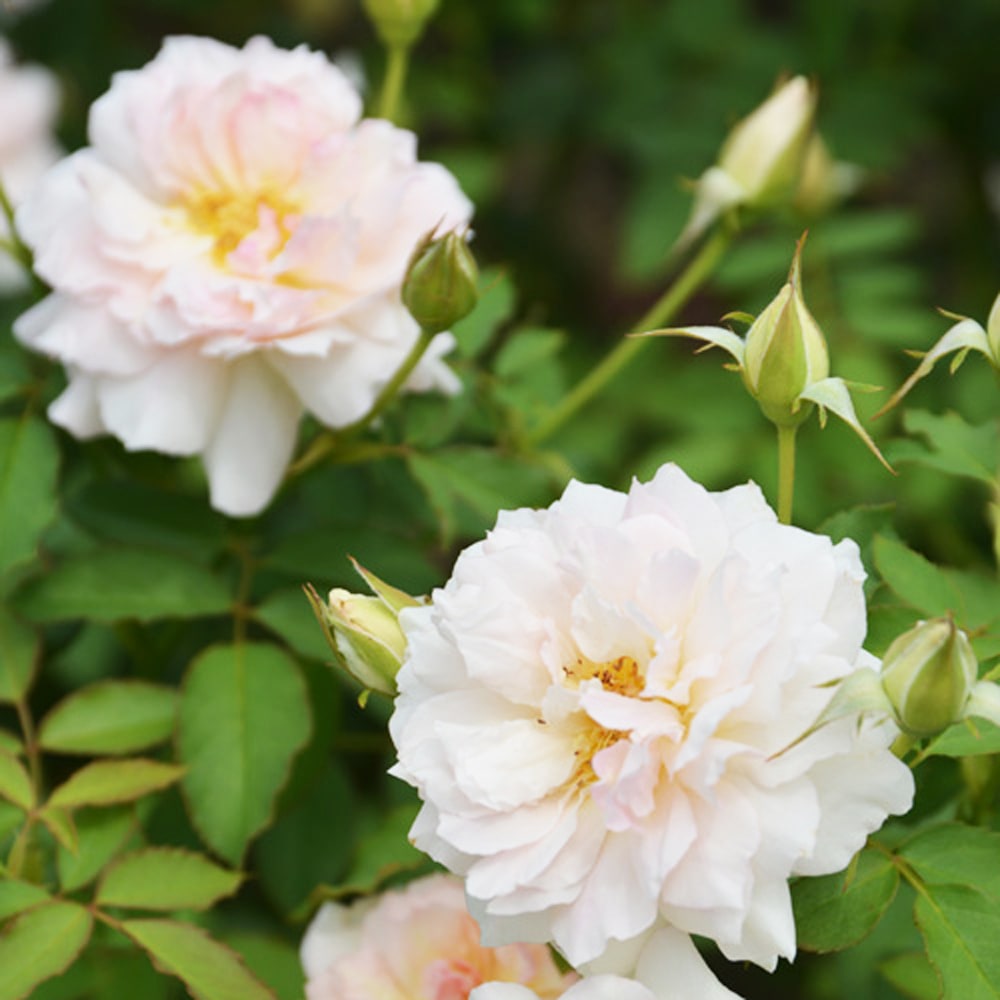 バラ ナウシカア 2