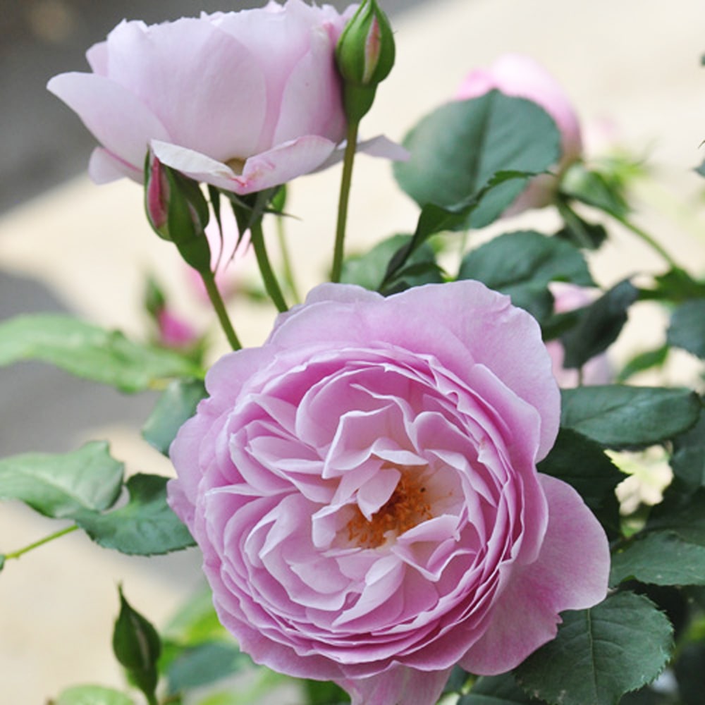 バラ フィオーラ 2