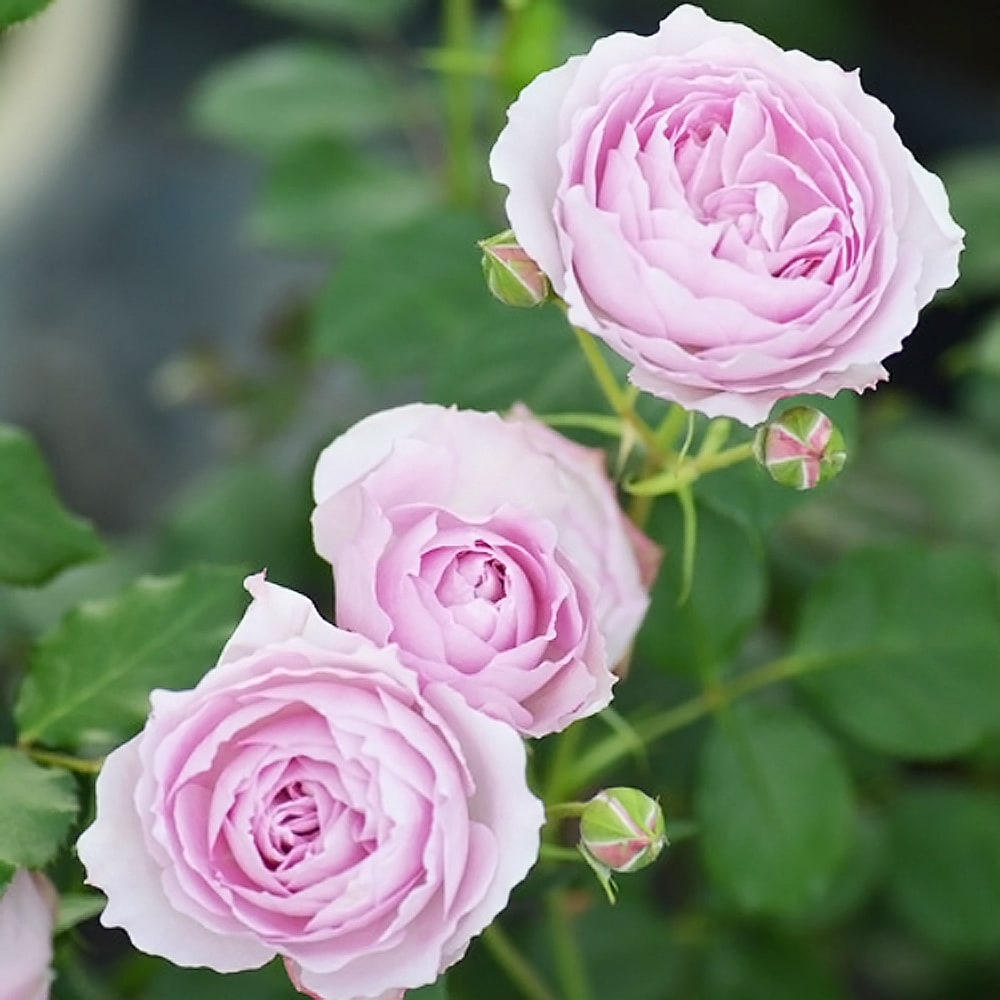 バラ フィオーラ 3