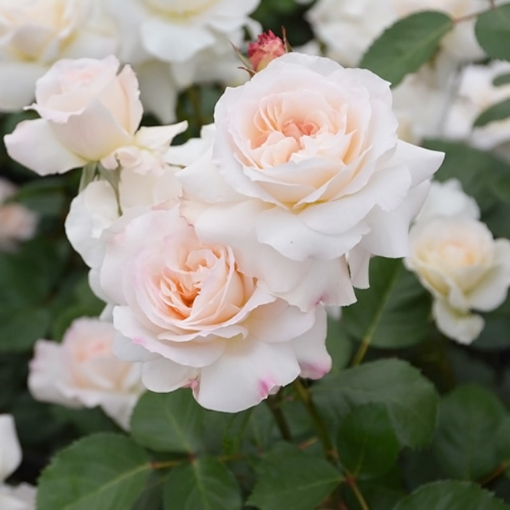 バラ ニンファ 2