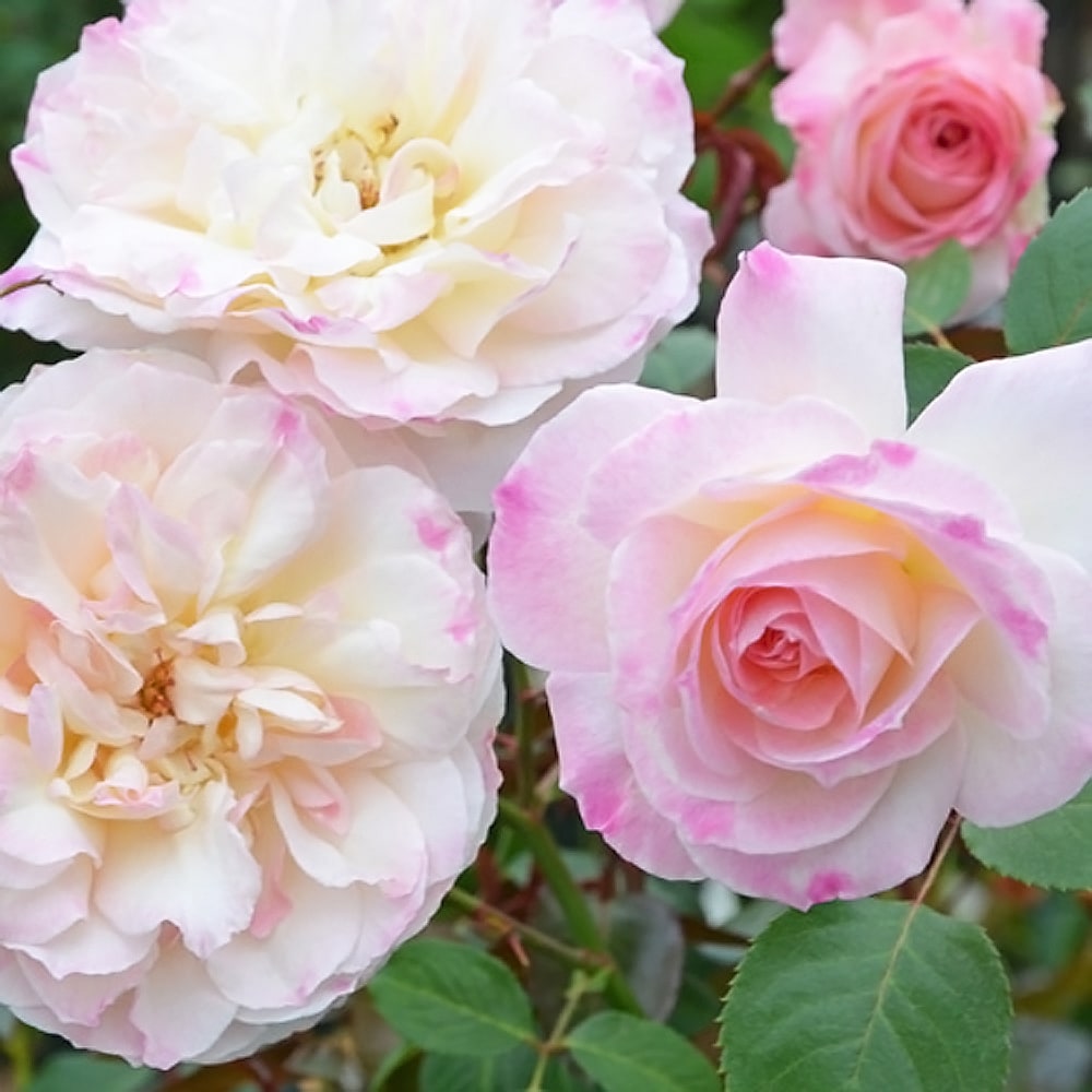 バラ ニンファ 3