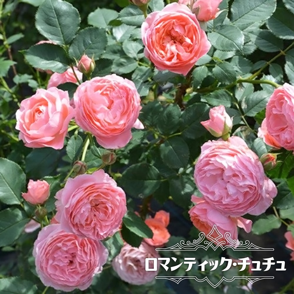 バラ ロマンティック チュチュ 