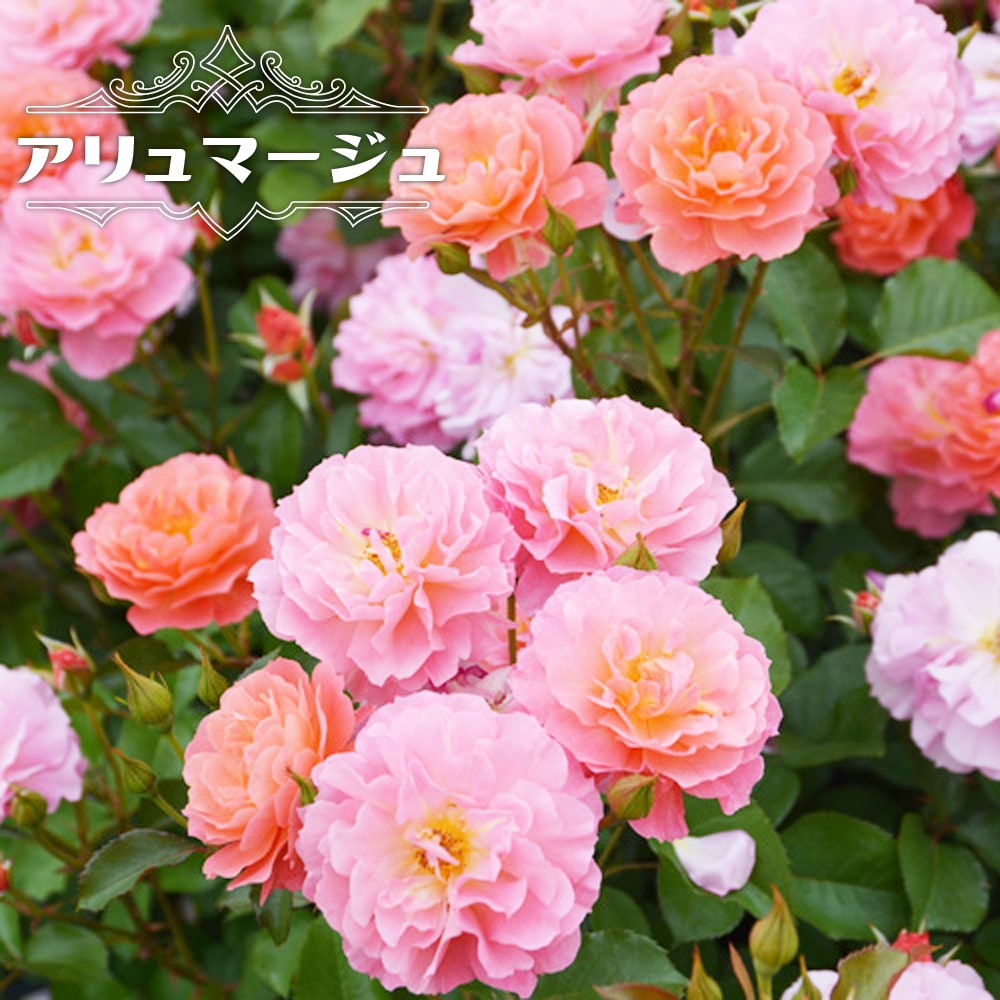 バラ アリュマージュ 