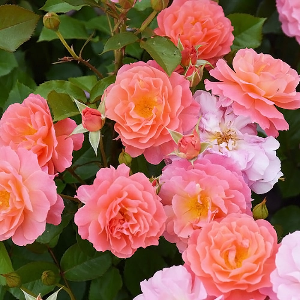 バラ アリュマージュ 2