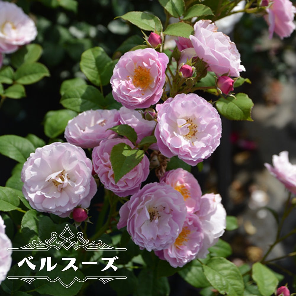 バラ ベルスーズ 