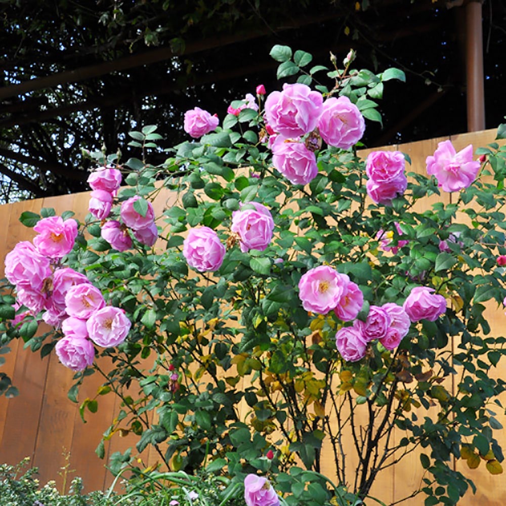 バラ ベルスーズ 2