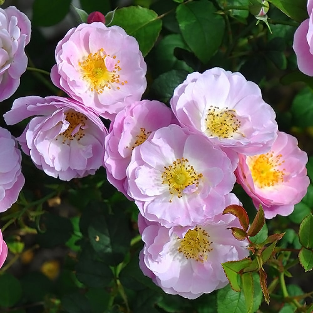 バラ ベルスーズ 3