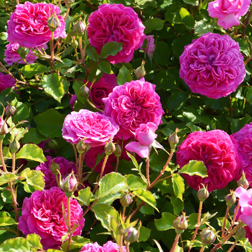 バラ フレーズ 2