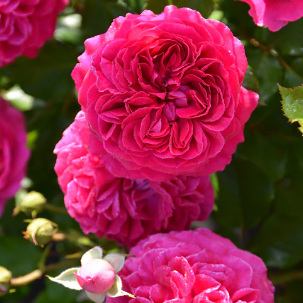 バラ フレーズ 3